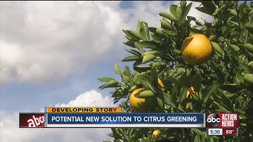 Potential new solution to citrus greening