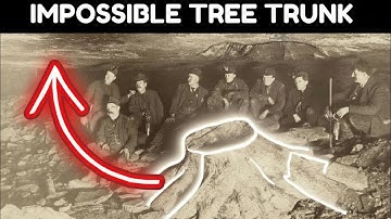 The Mysterious Ancient Tree Inside This Coal Mine
