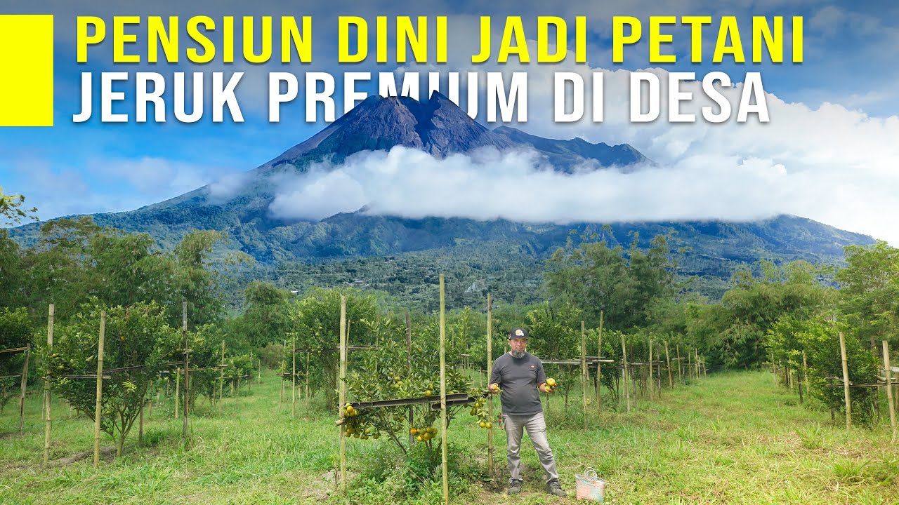 BOSAN KERJA KANTORAN MEMILIH JADI PETANI JERUK PREMIUM 2 TAHUN BERBUAH LEBAT DI LAHAN 7 HEKTAR