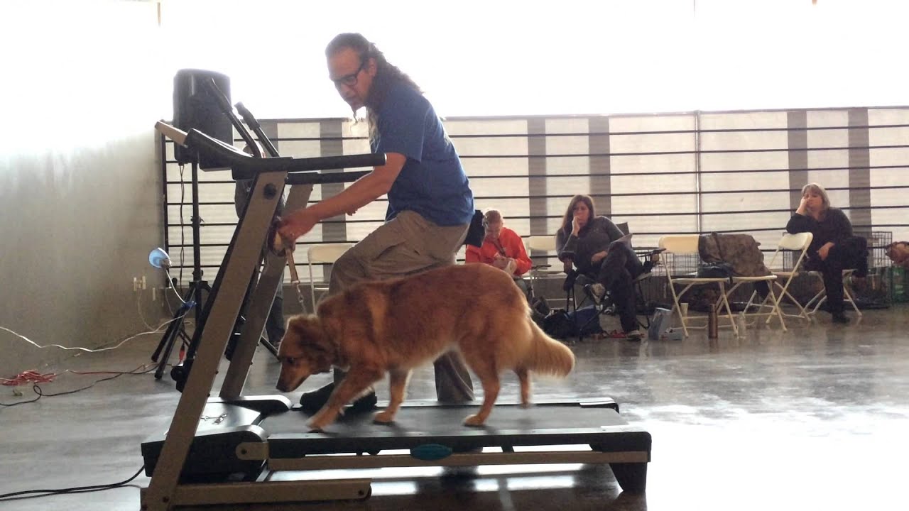 Kết quả hình ảnh cho dogs using treadmill