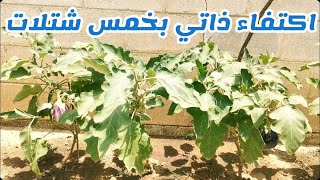 ازرع باذنجان في حديقتك وحقق الاكتفاء الذاتي بخمس شتلات Eggplant Cultivation