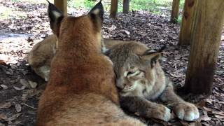 Lynx Love Siberian Lynx