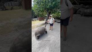 Vlog del viaje a Seychelles #humor #comedia #vlog #viaje #seychelles