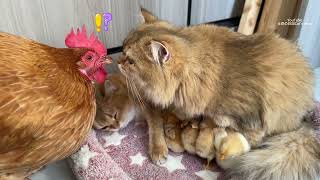 Guinness World Records!Two kittens can take care of chicks better than hens.Funny and cute animals