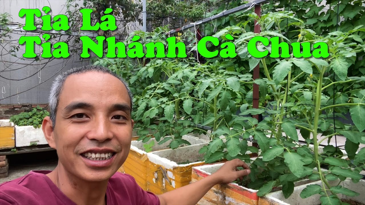 Cách Tỉa Nhánh, Tỉa Lá Cho Cà Chua Phát Triển Mạnh, Sai Quả