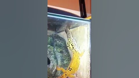 Leopard gecko vs grasshopper