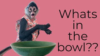 See the monkeys reaction to what’s for supper!  #spidermonkey #animals #capuchin #pets