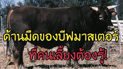 EP92-มองรอบด้าน สิบด้านมืดของโคเนื้อสายพันธุ์บีฟมาสเตอร์ #บีฟมาสเตอร์ #โคเนื้อ #วัวพม่า #วัวซาอุ
