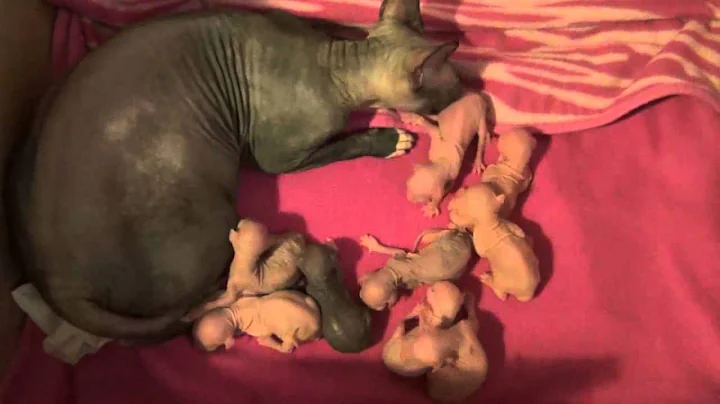 Video 3543121: newborn sphynx kittens