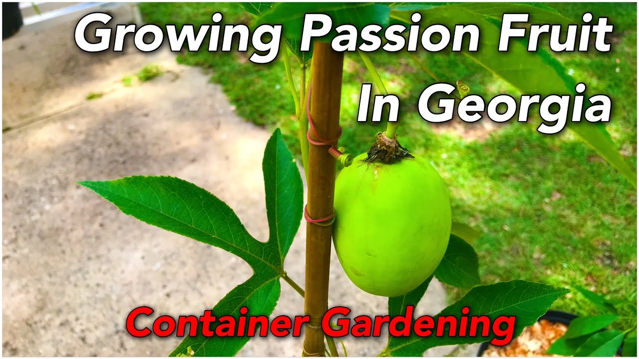 Growing Passion Fruit In Georgia Container Gardening YouTube growing-passion-fruit-in-georgia-container-gardening-youtube
