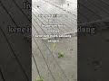 perjuangan para petani #reels #taju #garit #viral #petani