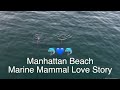 Manhattan Beach Dolphins Putting on a Frisky Show Shot by iDronedMyself™ in 6K on DJI Mavic 4  Pro