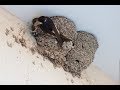 Гнездо ласточек- приятное  наблюдение