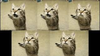 five cats in ipanema