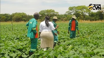 After losing a million onions & failing an 8,000 broiler project she’s now succeeded with butternuts
