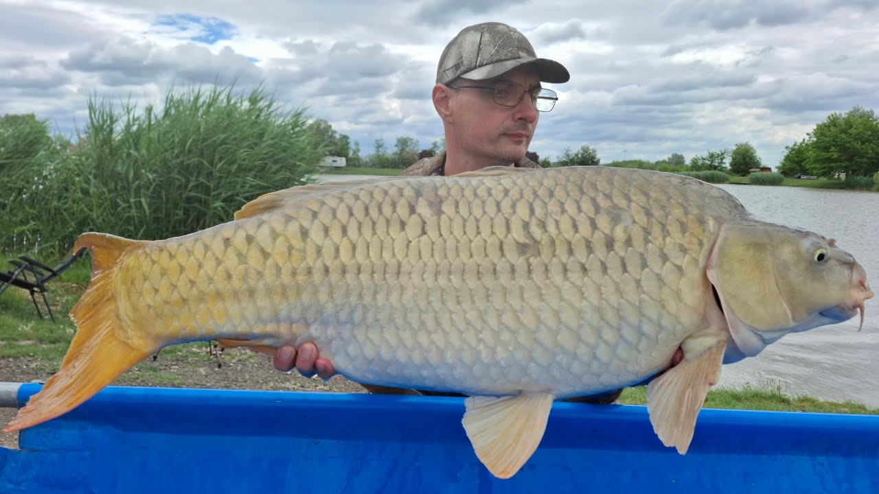 2025.05.28-29. Huge carp, grasscarp and sturgeon fishing at lake Hadorado