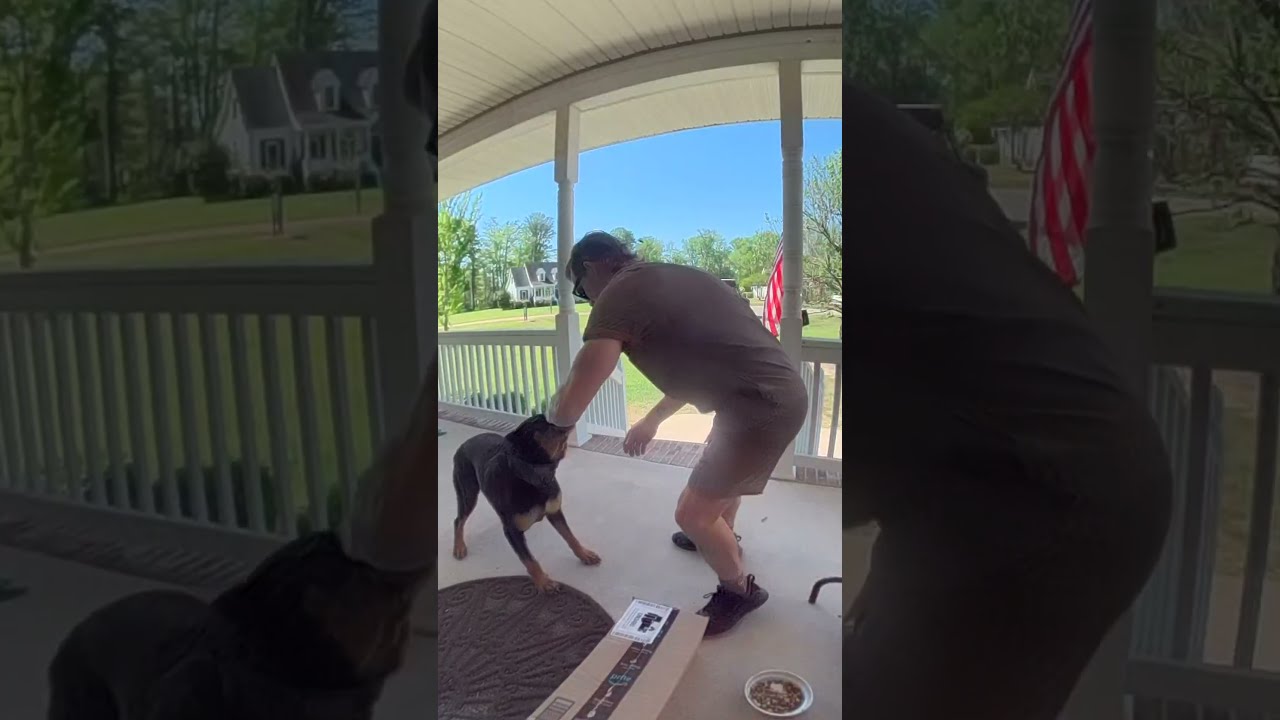 Dog Becomes Friends With The UPS Delivery Guy Viralhog