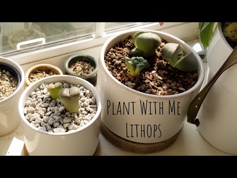 Βίντεο: Titanopsis Living Rock Πληροφορίες – Πώς να καλλιεργήσετε ένα φυτό κόσμημα