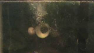 Snail Riding Zucchini by DarkElfMairead 1,642 views 14 years ago 30 seconds