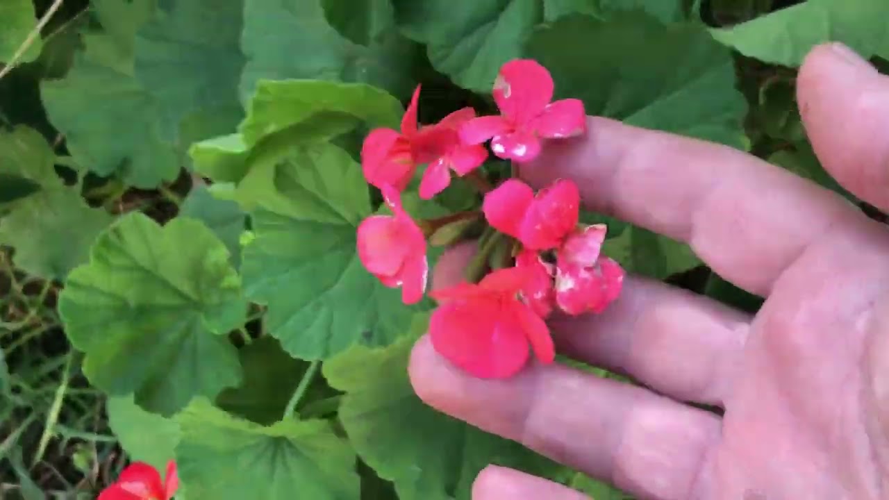 Bahçenizi Süsleyecek 10 Çeşit Kokulu Bitki ve Çiçek Önerisi