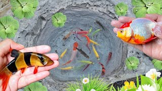 Catching Glofish, Goldfish, Black Ghost Fish, Manfish, Koi Fish, Molly Fish & Chiclid Fish