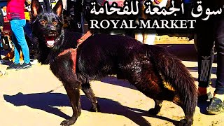 سوق الجمعة للكلاب (فخامة الكلاب فى سوق اسكندرية ) _ROYAL MARKET