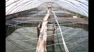 Intensive Shrimp Farming China Crevetticulture