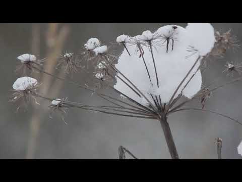 Видео: Привет из зимнего леса ! Разведка новых мест на тетеревов  Несколько кадров с загонной охоты