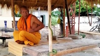 Snake Creeps Up On Buddhist Monk Relaxing #shorts