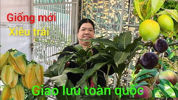 2/12 GL .Cây ăn trái .xoài .ổi .chanh Mỹ .vú sữa .đủ loại giá rẻ #lh0398186607# bao sip ...