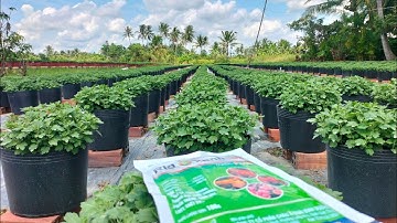 xịt thuốc ngừa bệnh vàng lá chết nhanh,chết ẻo cho Cúc mâm xôi trước khi vô chân lần 3 hoa Tết 2024