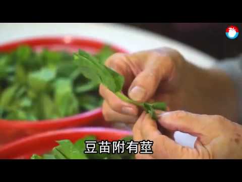 炒豆苗要爽嫩關鍵是泡水 台灣蘋果日報 Youtube