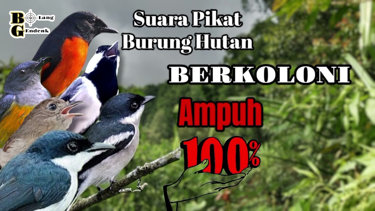 🔴 Suara Pikat Handal Burung Hutan Berkoloni  Pasti Berdatangan