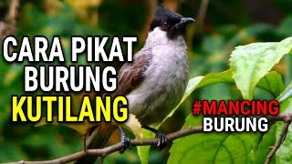 KICAUAN PEMIKAT BURUNG KUTILANG RIBUT 🦅 FREE DOWNLOAD MP3🔥