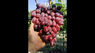 Виноград &quot;Ренессанс&quot;. Сезон 2020 (Grapes &quot;Renaissance.&quot; Season 2020)