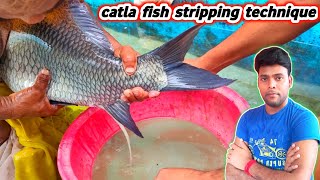 cattle fish breeding process | fish egg collection and breeding | fish seed production in india
