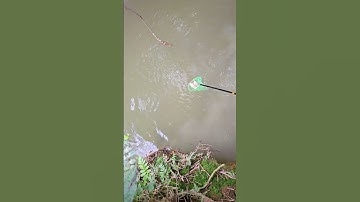 THực tế đánh Kích cá mini liền vợt bắt rô phi  LH 0332615628 #kichca #fishing #bình #pin #kíchcá