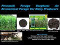 Perennial Forage Sorghum: An Economical Forage for Dairy Producers by Dr. P. C. Patel