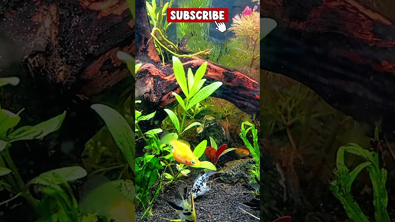 🌊 Relaxing Aquarium Short | Tropical Fish Screensaver