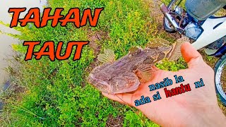 #EP1119 Nasib Tak Kumpau - tahan taut haruan