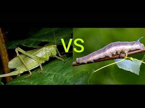 Кузнечик против гиганской гусеницы. Katydid vs Giant caterpillar.