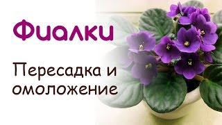 Фиалка сенполия, Пересадка и омоложение.(Наглядно продемонстрирую, как продлить жизнь старым кустам фиалки. Расскажу об особенностях пересадки,..., 2015-03-11T11:19:36.000Z)