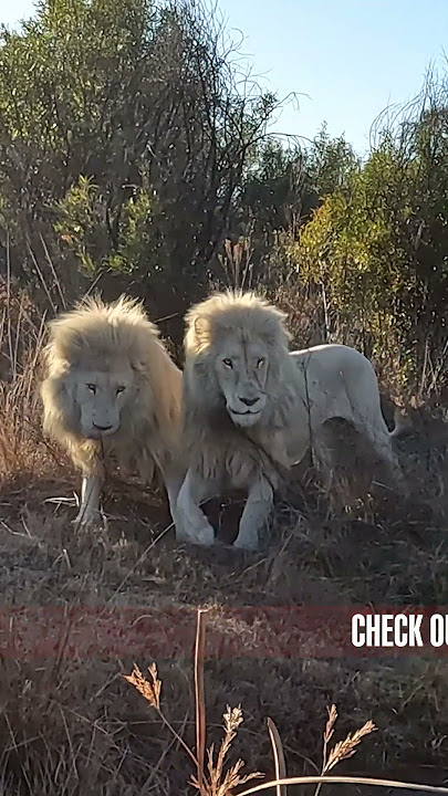 White Lions Get JEALOUS and FIGHT #lion