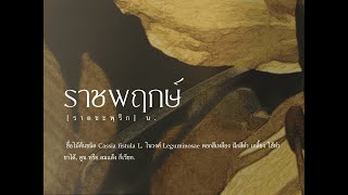 JUNENOM - วอนฤทัยหวนคืน (Official Lyric Video)