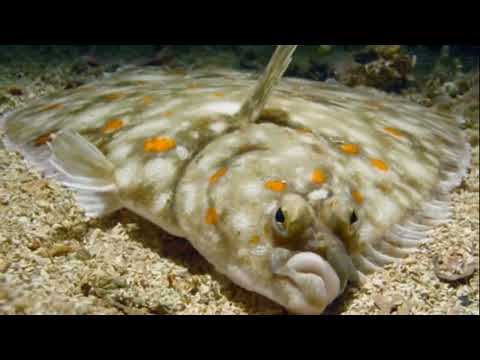 Ikan Sebelah / Ikan Lidah by Adityamp