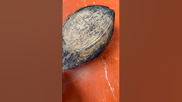 REMOVE COCONUT 🥥 SHELL EASILY ✨| #naazvlogs #shorts #trending #youtubeshorts #coconut #shell #hack