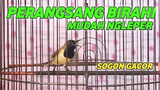 SOGON GACOR TERAPI SOGON AGAR BUNYI !! PERANGSANG BIRAHI