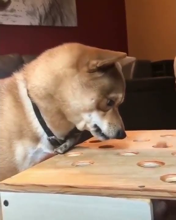 Anjing ini emosi marah-marah #lucu #Shorts