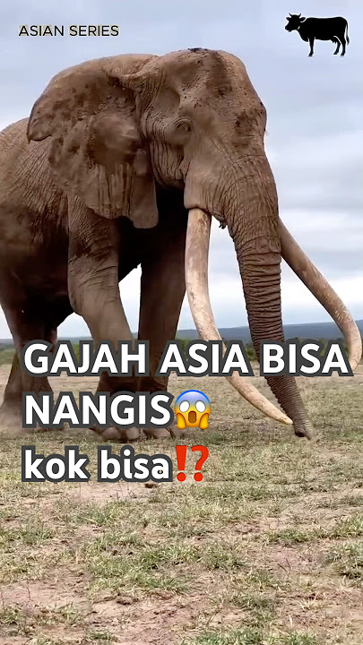 Asian Elephant is too emotional⁉️to cry #viral #shortvideo #animals #funny #animalfarm #cute #wild