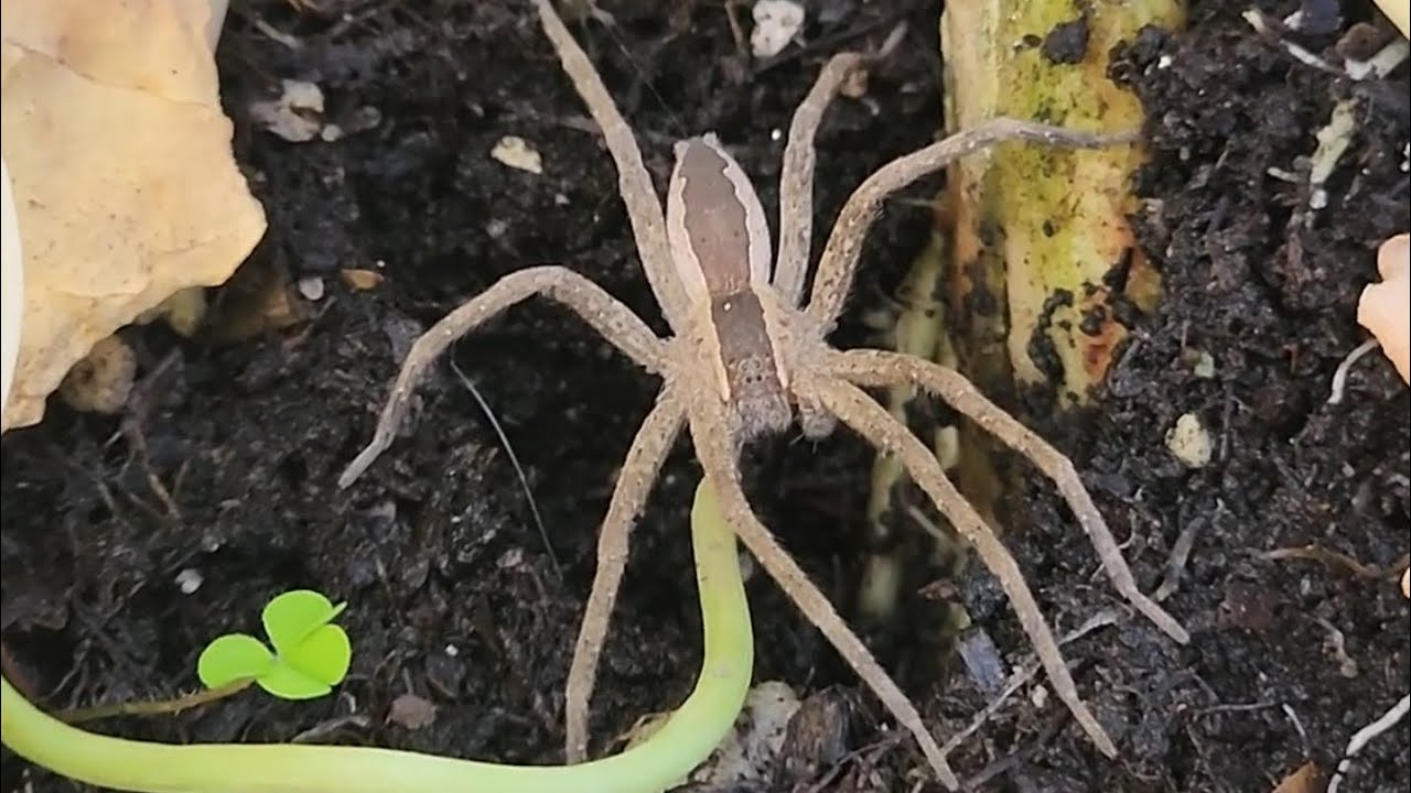 First Spring Spider early spring in December brings on spider - YouTube